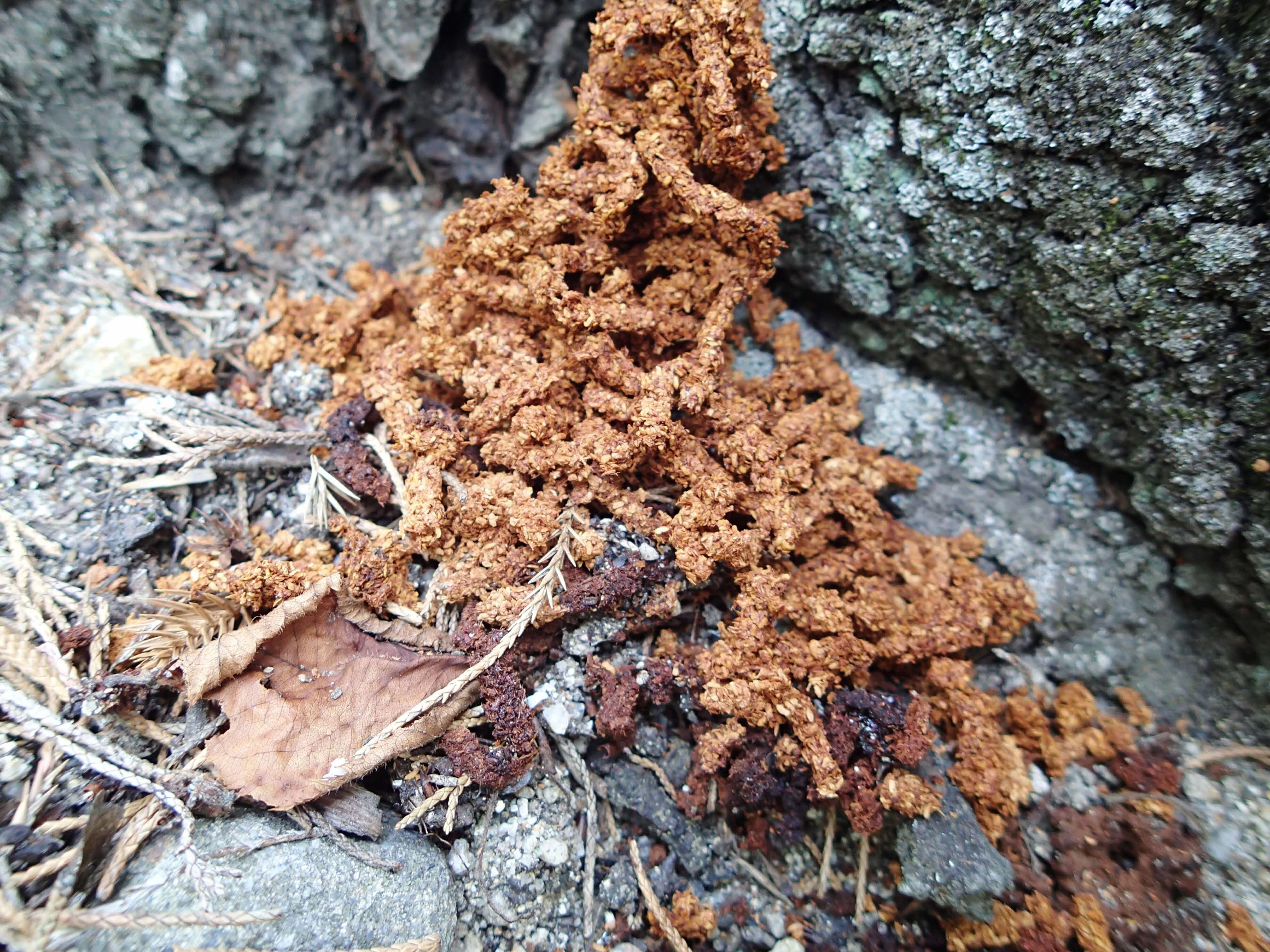 クビアカツヤカミキリのフラスの画像