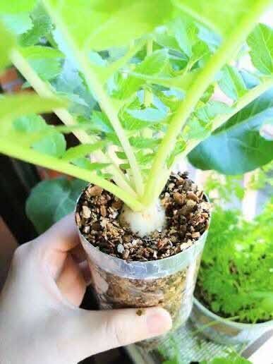 ミニ家庭菜園の写真