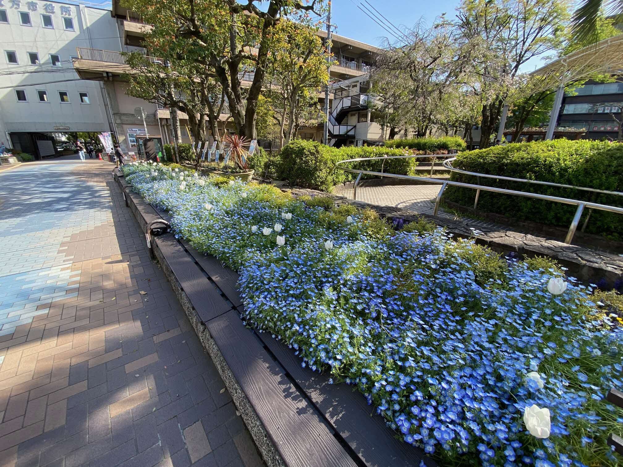 ネモフィラ遠景