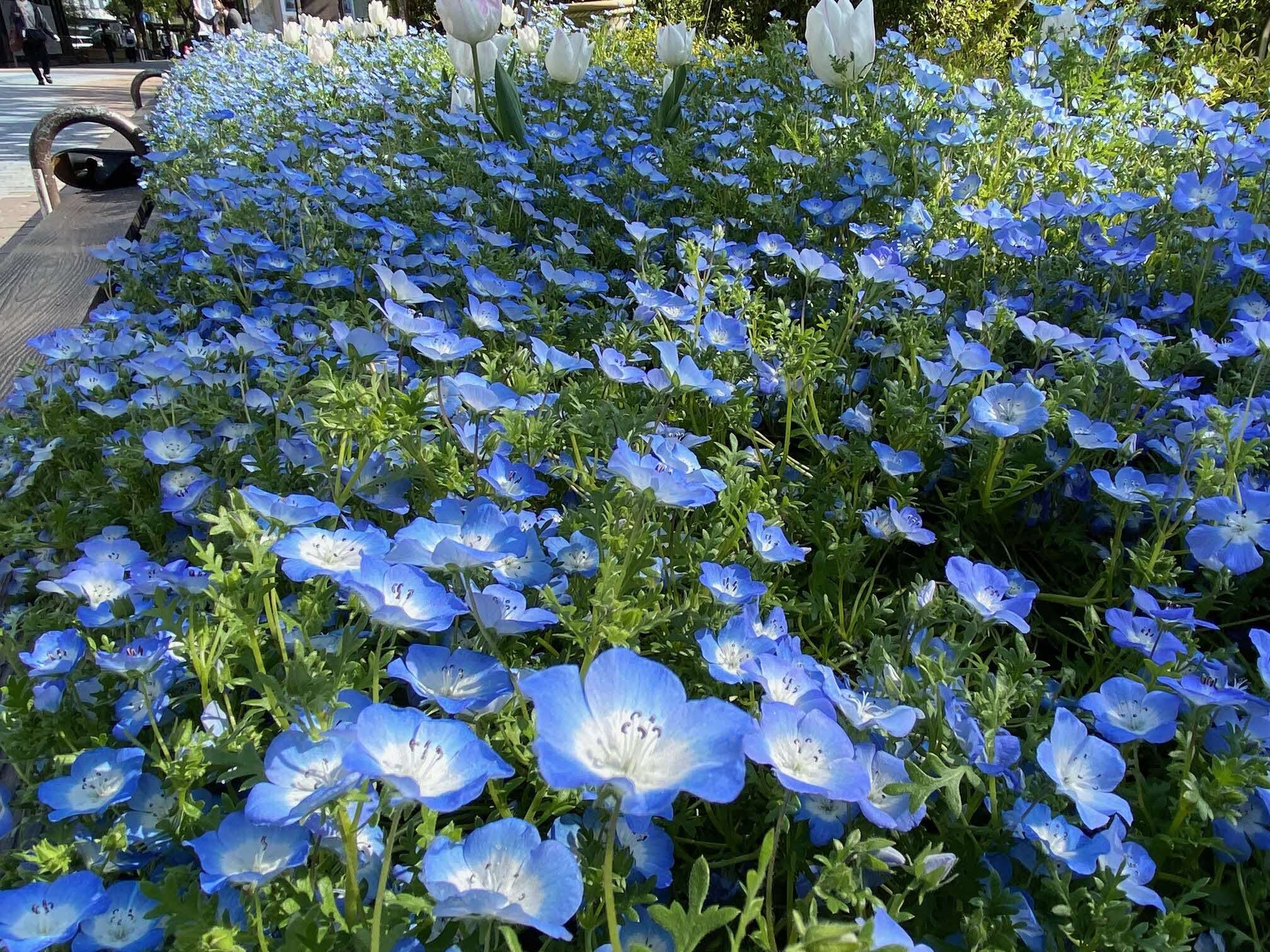 ネモフィラ近景