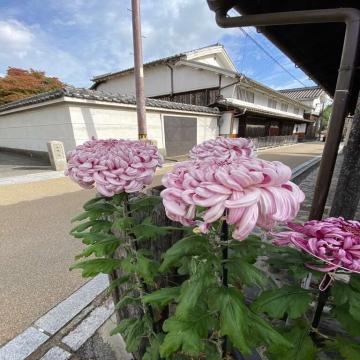 菊