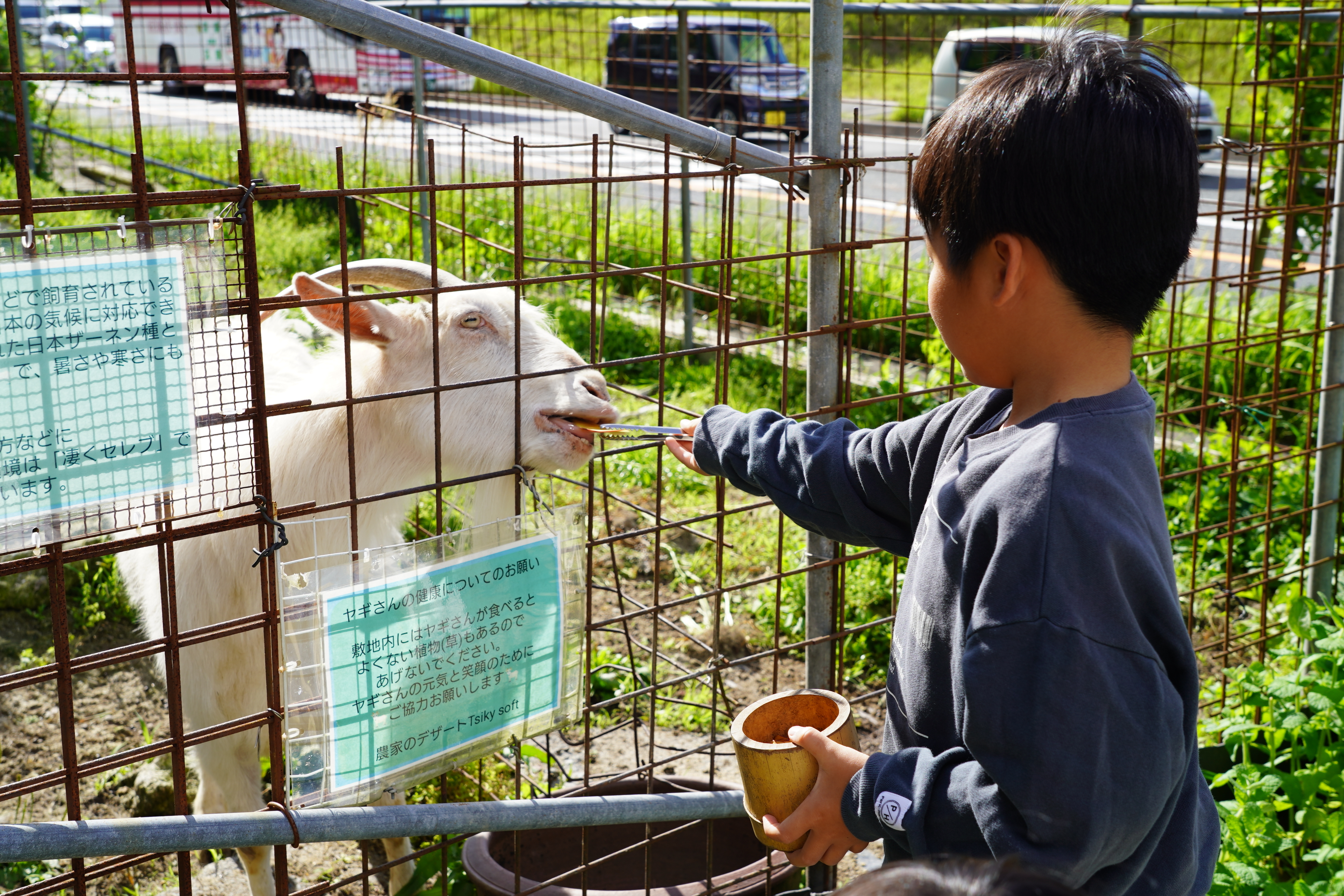 ヤギに餌をあげる