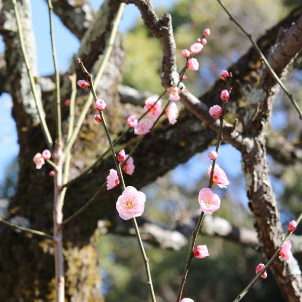意賀美神社の梅