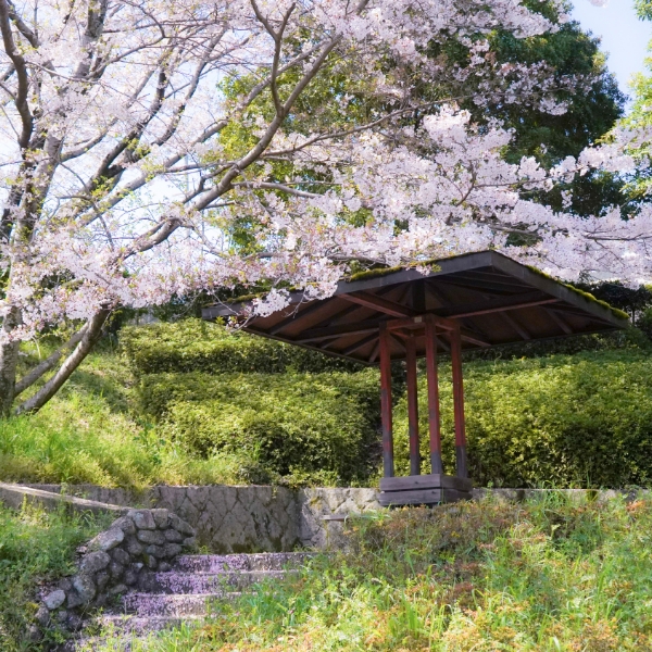 穂谷新池公園の桜