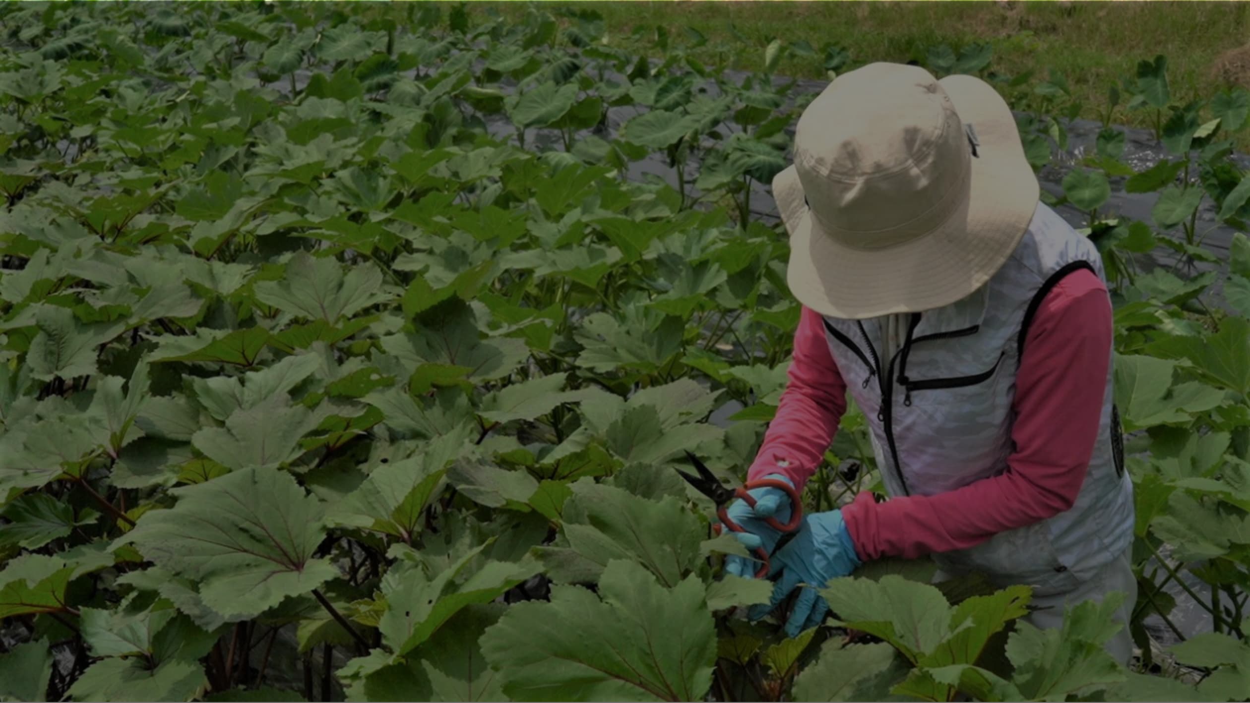 穂谷の畑で収穫中