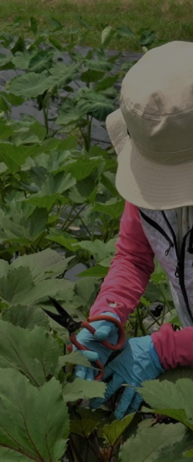 穂谷の畑で収穫中