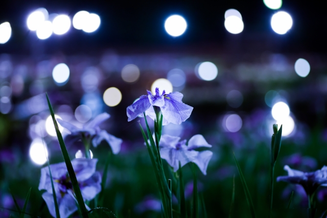 山田池公園に咲く紫色の花。奥にはライトが見えます。
